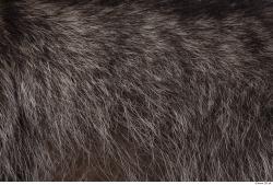 Photo Textures of Animal Skin